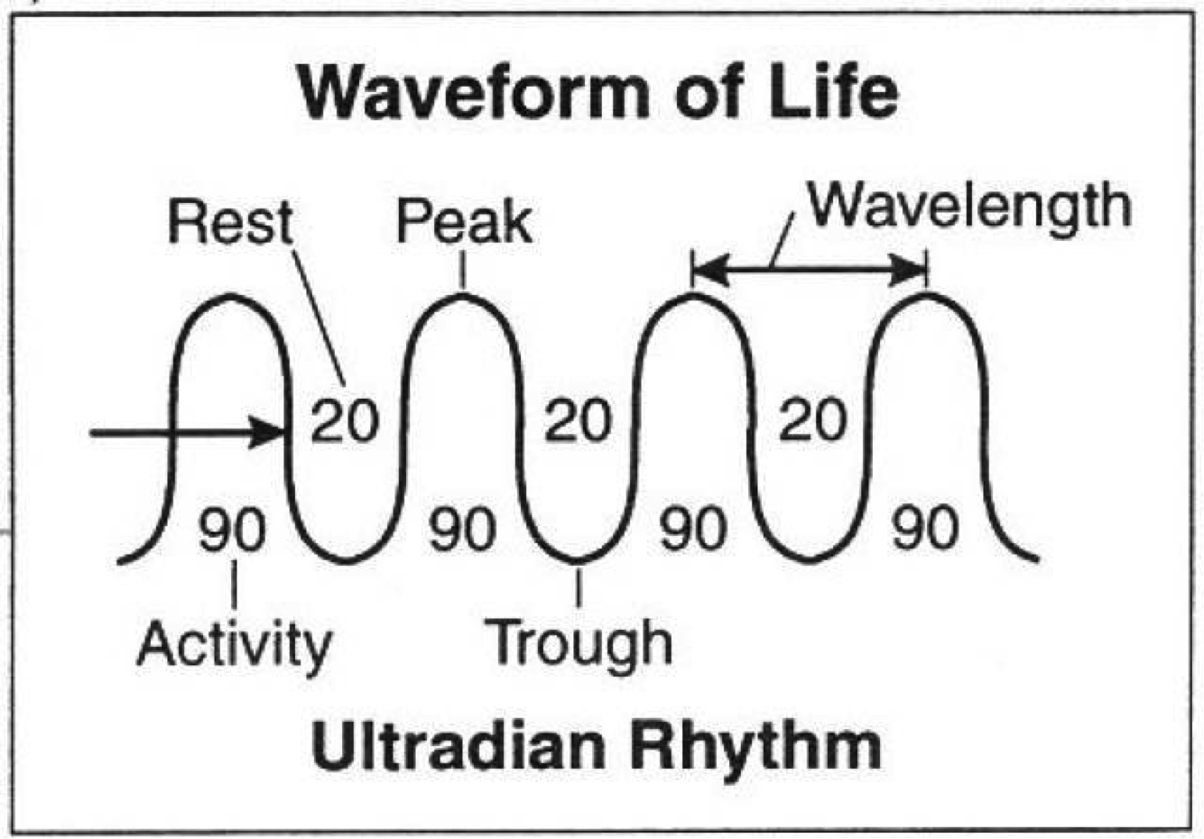 Waveform of Ultradian Rhythm